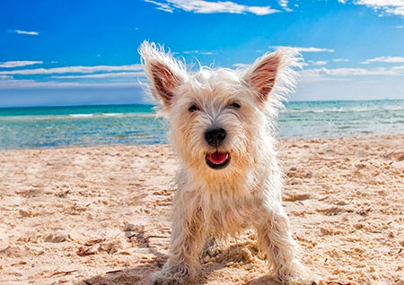 Imagem de cachorro na areia da praia do Leblon