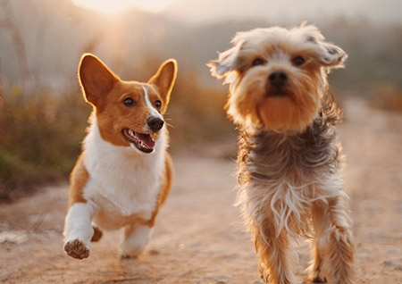 Imagem cachorros brincando na terra